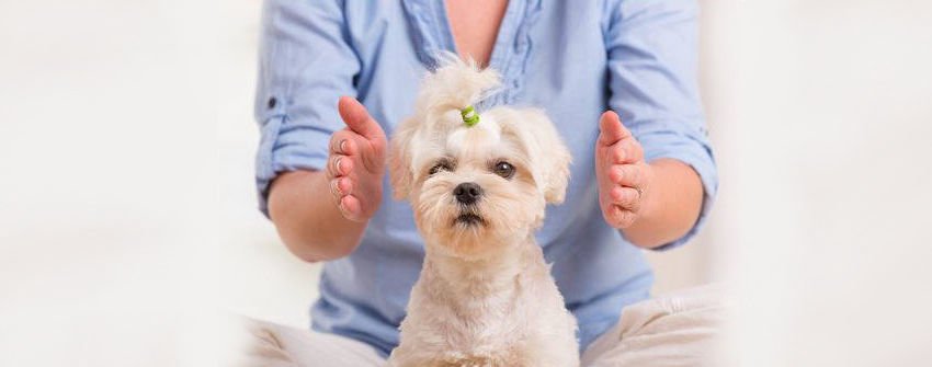 Reiki for Pets